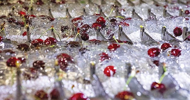 New Cascade Singulator for Fruit and Veg Unveiled – “A Game-Changer to Revolutionize the Cherry Industry”