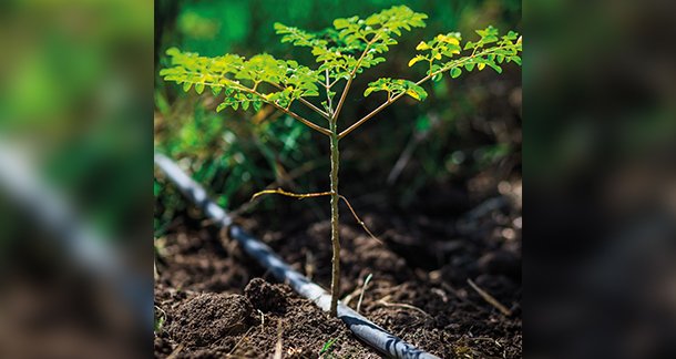 Save Foods – Stock with Potential: Green Agricultural Technology Conquers the Market