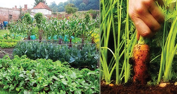 Cultivating a Greener Future: Achieving Sustainability through Organic Food Production