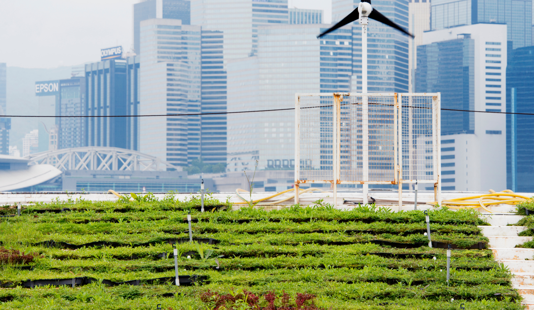 Vertical Farming Takes Root: A Look at the Future of Urban Agriculture