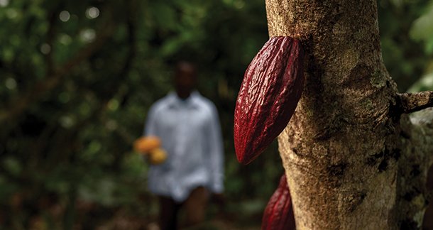 The transition of the Global Supply Chain Amidst Rising Cocoa Prices