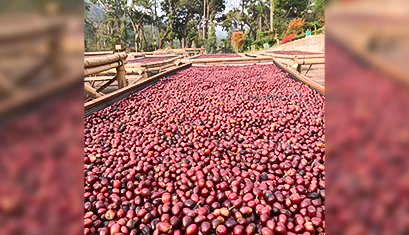 Friends of the Farmer: Maverick & Farmer’s Features Sampigehalla and Athikaad Estates in their Fourth Session
