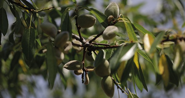 D3_Sustainable-EU-Almond