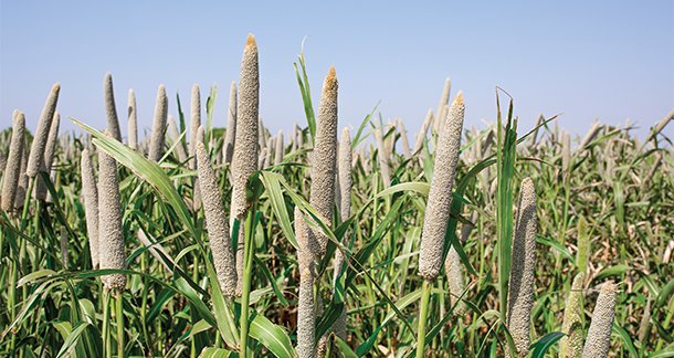 Why Climate-Adaptive Crops Are Becoming the New “Rare Superfoods”