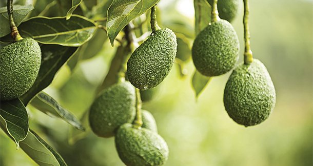 Europe Turns Green: Avocado Consumption Reaches New Heights
