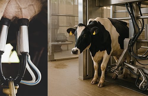 “How Robots Are Helping on Dairy Farms”
