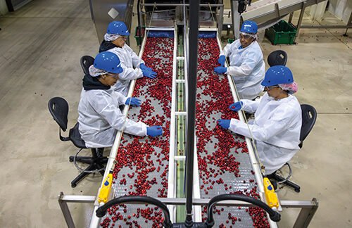 Cranberries: Small Fruit with Superpowers