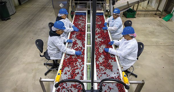 Cranberries: Small Fruit with Superpowers