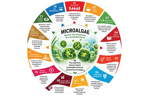 Bringing the blue-green revolution with microalgae