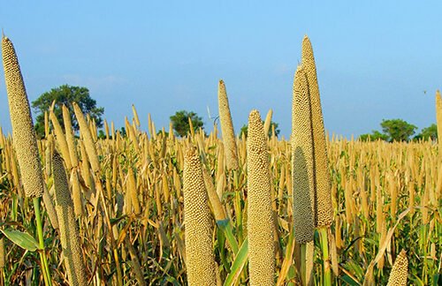 How Millets Are Shaping the Future of Baking