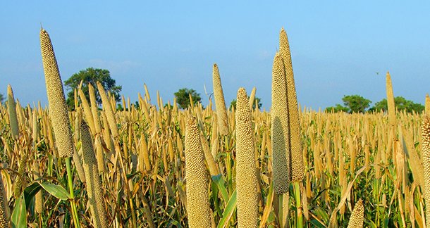 How Millets Are Shaping the Future of Baking