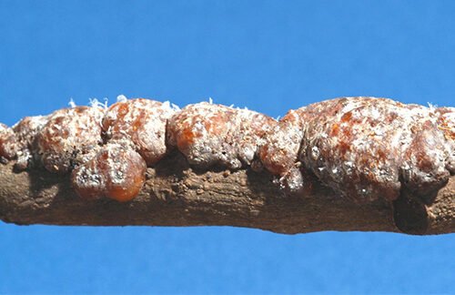 Food Grade Shellac for Better Food Coatings